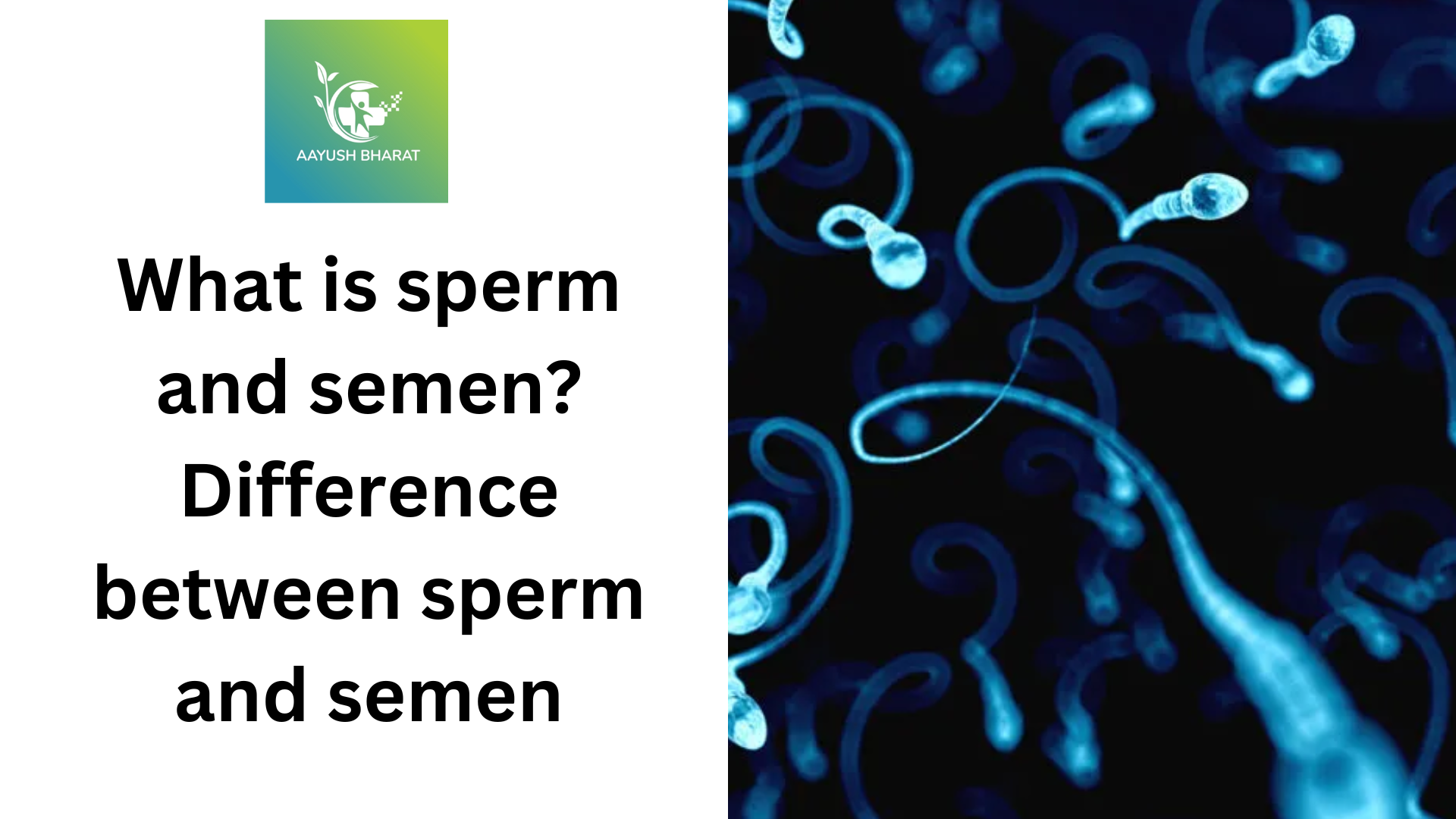 sperm and semen
