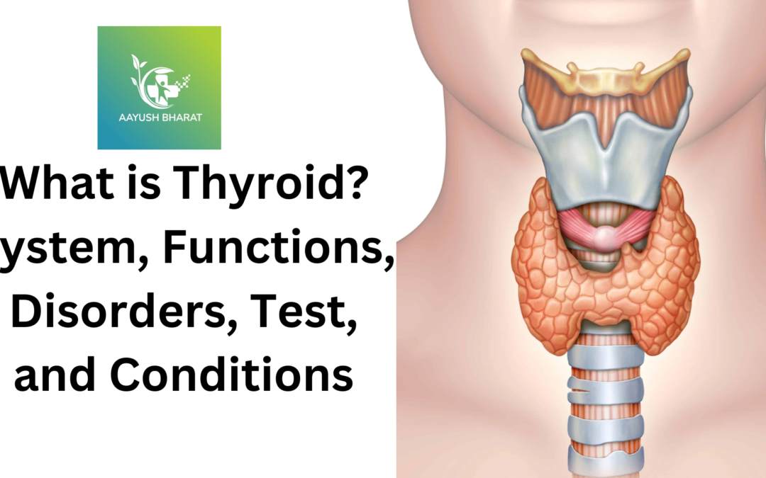 What is Thyroid? System, Functions, Disorders, Test, and Conditions